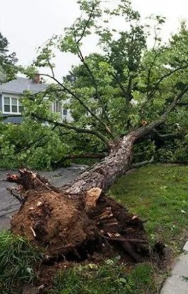 Fallen Tree Removal