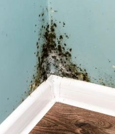 Mold from Water Damage